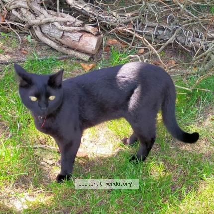 Photo 1/1 Blabla Chat lost in Segre