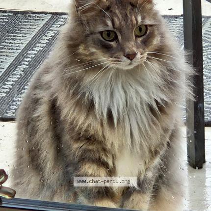 Photo 1/1 Duki Chat lost in Villevieille