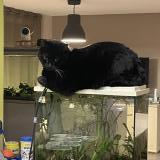 Picture of cat lost at Noisy Le Sec