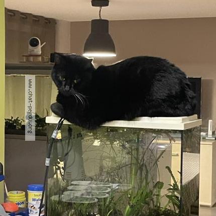 Photo 1/1 Shadow Chat lost in Noisy le sec