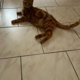 Picture of cat lost at Fleurance