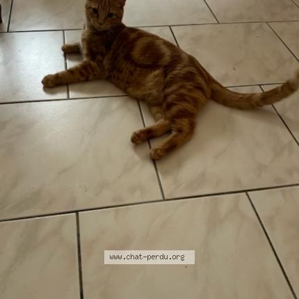 Photo 1/1 Tintin Chat lost in Fleurance