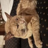 Picture of cat lost at Argenvilliers