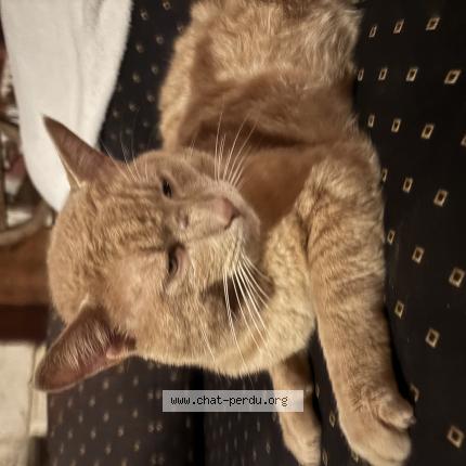 Photo 1/1 Patate Chat lost in Argenvilliers