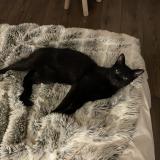 Picture of cat lost at Ambazac