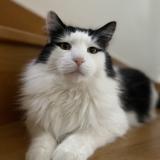 Picture of cat lost at Sorel En Vimeu