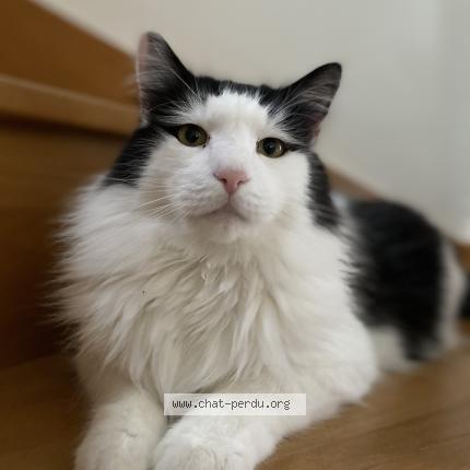 Photo 1/1 Pirate Chat lost in Sorel en vimeu