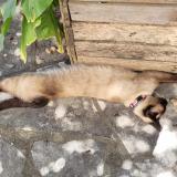 Picture of cat lost at La Devise