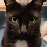 Picture of cat lost at Saint Jean De Monts