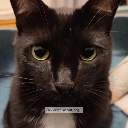 Photo 1/1 Maru Chat lost in Saint jean de monts