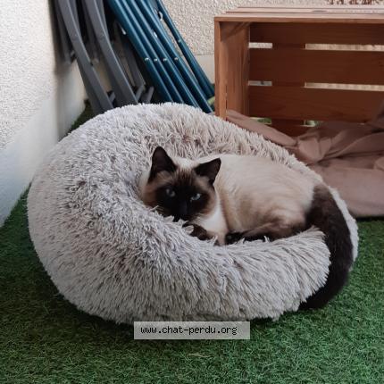 Photo 1/1 Mikado Chat lost in Thurins