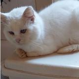 Picture of cat lost at Ottignies