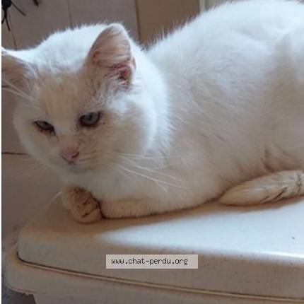 Photo 1/1 Whitey Chat lost in Ottignies