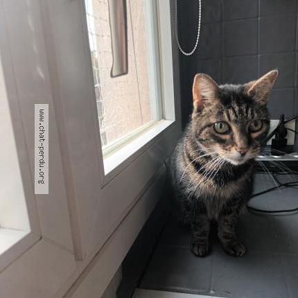 Photo 1/2 Cat reunited Found in Montreuil