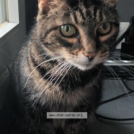 Photo 2/2 Cat reunited Found in Montreuil