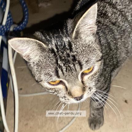 Photo 1/1 Cat reunited Found in Lannion