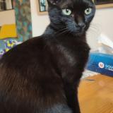 Picture of cat lost at Saint Maximin La Sainte Baume