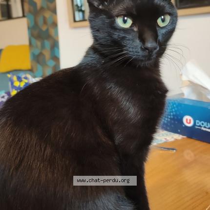 Photo 1/1 Padou Chat lost in Saint maximin la sainte baume