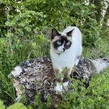 Picture of cat lost at Licey Sur Vingeanne