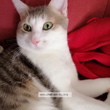 Photo 1/2 Antar Chat lost in Le kremlin bicetre