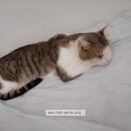 Photo 2/2 Antar Chat lost in Le kremlin bicetre