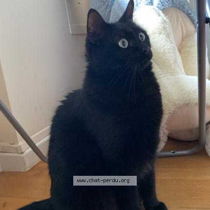Foto 1/1 Kat teruggevonden Vermist in Ixelles