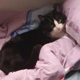 Picture of cat lost at Fesches Le Chatel