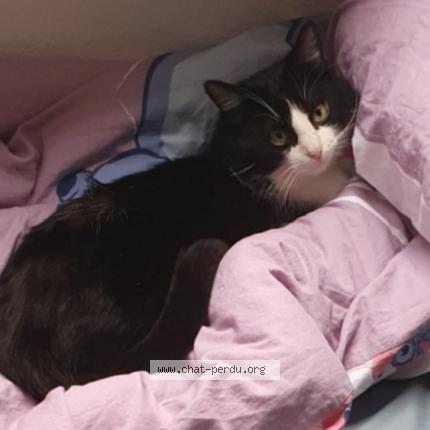 Photo 1/1 Ivar Chat lost in Fesches le chatel