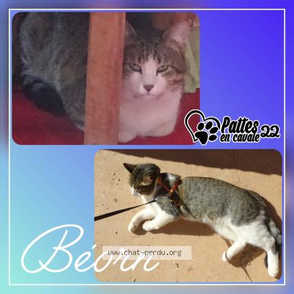 Photo 1/1 B&eacute;orn Chat lost in Lanvollon