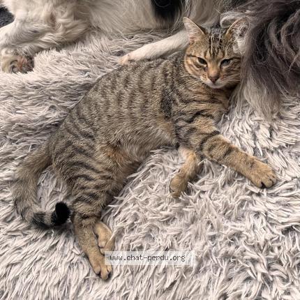 Foto van vermiste kat in Elouges