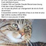 Picture of cat lost at Biscarrosse