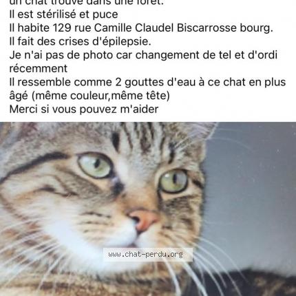 Photo 1/1 PUPUCE Chat lost in Biscarrosse