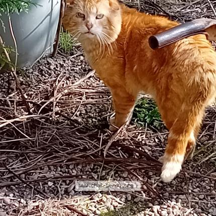 Photo 1/1 Pacha Chat lost in Rouvres en xaintois