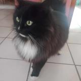 Picture of cat lost at Sauzet