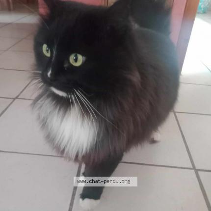 Photo 1/1 Cat reunited Lost in Sauzet