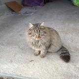 Picture of cat lost at La Demie