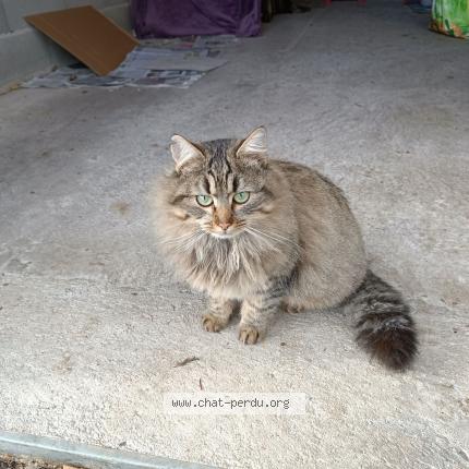 Photo 1/1 Zo&eacute; Chat lost in La demie