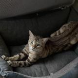 Picture of cat lost at Coignieres
