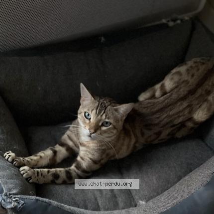 Photo 1/1 Rajah Chat lost in Coignieres