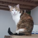 Picture of cat lost at Grenoble