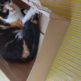 Picture of cat lost at Mont De Marsan