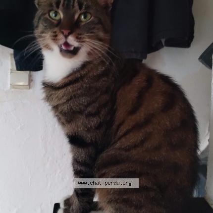 Foto 1/1 Boubousse Kat vermist in Quaregnon