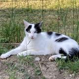 Picture of cat lost at Baulay