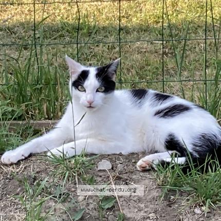 Photo 1/1 Rodéo Chat lost in Baulay
