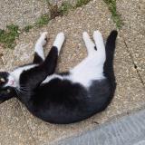 Picture of cat lost at Le Pallet