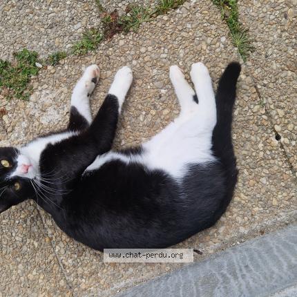 Photo 1/1 Onyx Chat lost in Le pallet