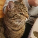 Picture of cat lost at Geispolsheim