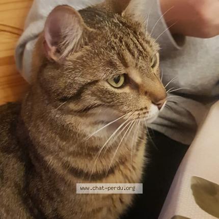 Photo 1/1 istos Chat lost in Geispolsheim