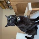 Picture of cat lost at Montigny Les Monts