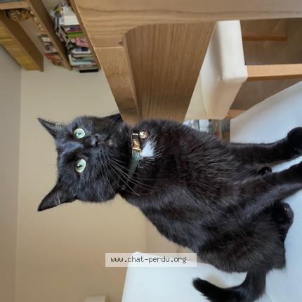 Photo 1/1 CHARLIE Chat lost in Montigny les monts